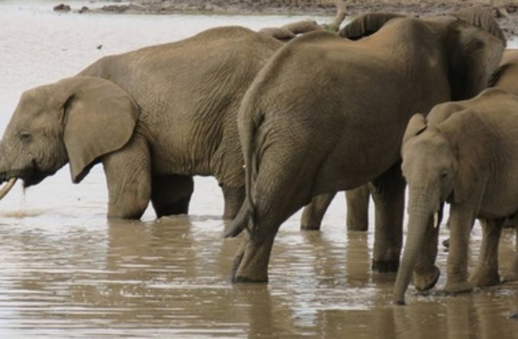 Elephants Drinking Water