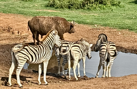 Addo National Elephant Park (2)