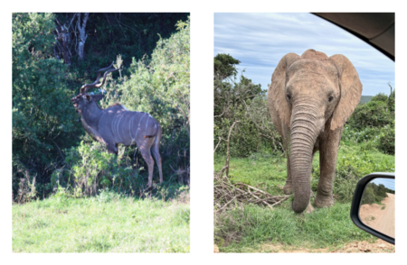 Addo National Elephant Park