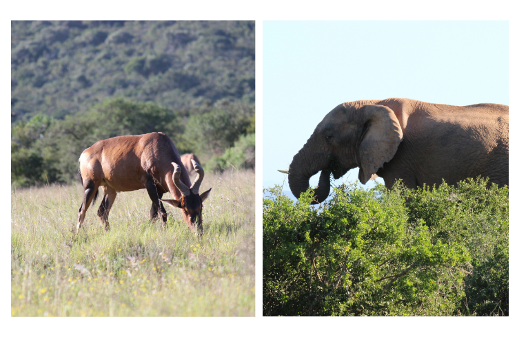 Addo National Elephant Park Addo National Elephant Park