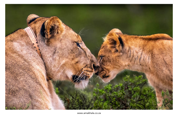 Amakhala Game Reserve Amakhala Game Reserve